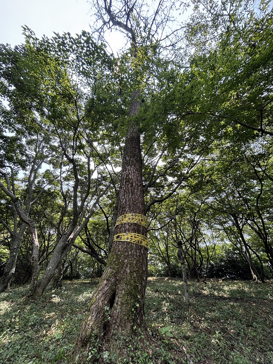 枯れ木 大分市森林セラピー®｜高崎山山頂の枯れ木について（注意喚起）