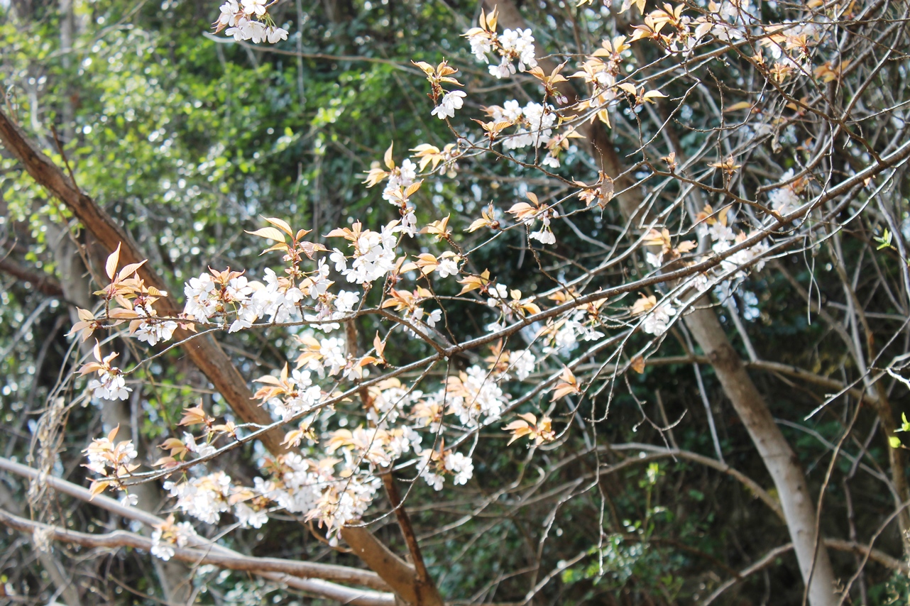 山桜